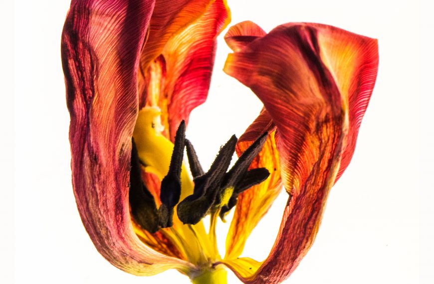 Künstlerische Blumenfotografie